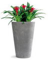 Torch Bromeliad